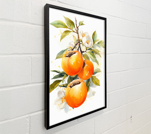 Persimmon Watercolour