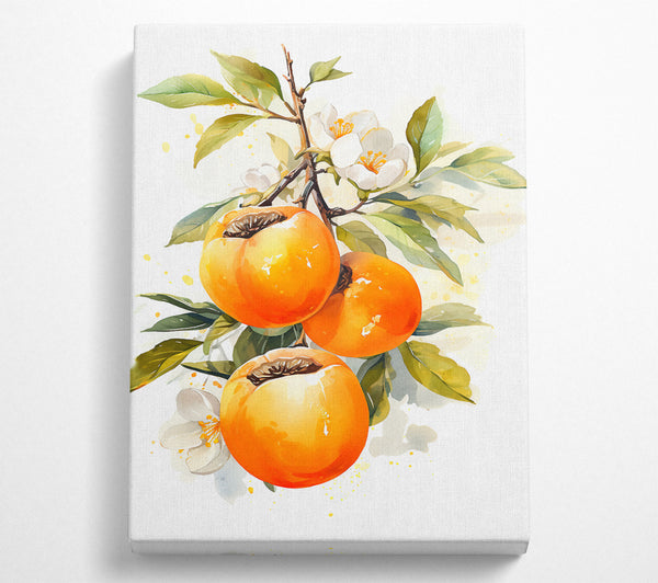  A Canvas Print of Persimmon Watercolour Canvas Art
