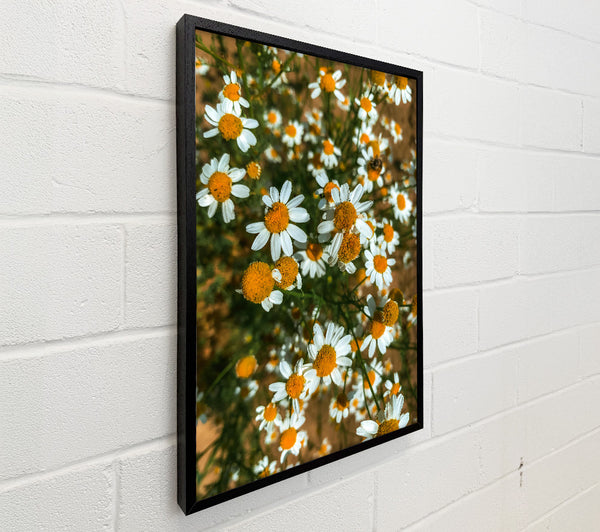 Golden Daisies Bloom