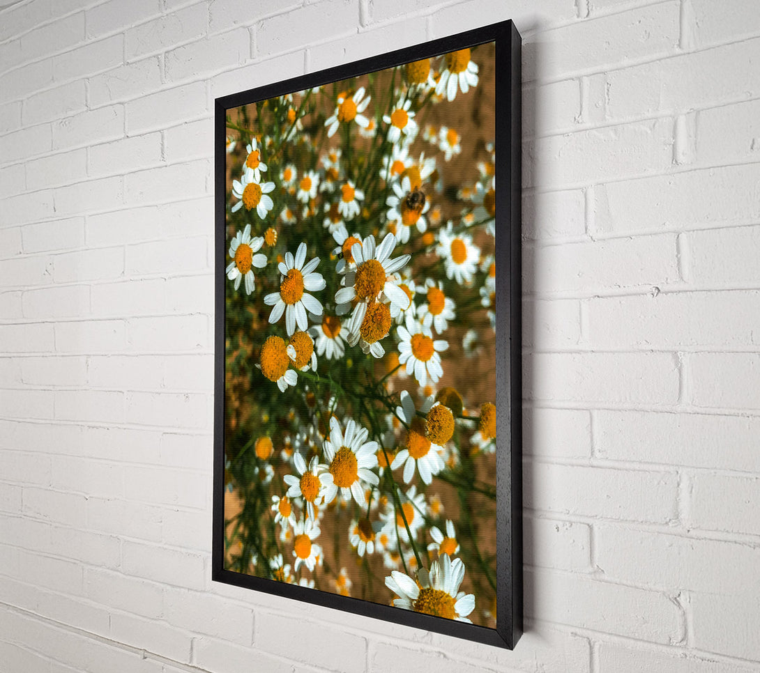 A Canvas Print of Golden Daisies Bloom Canvas Art
