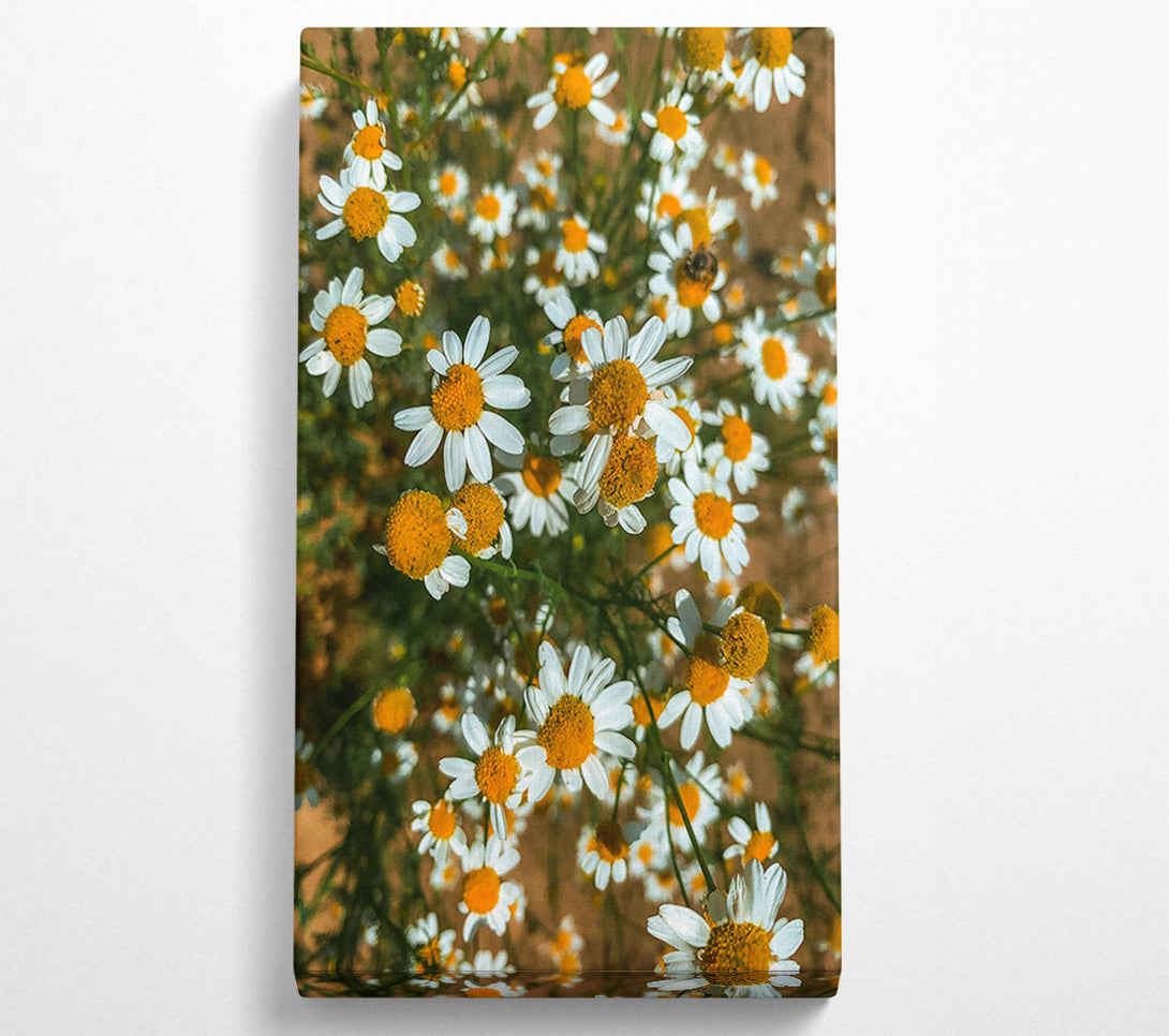  A Canvas Print of Golden Daisies Bloom Canvas Art