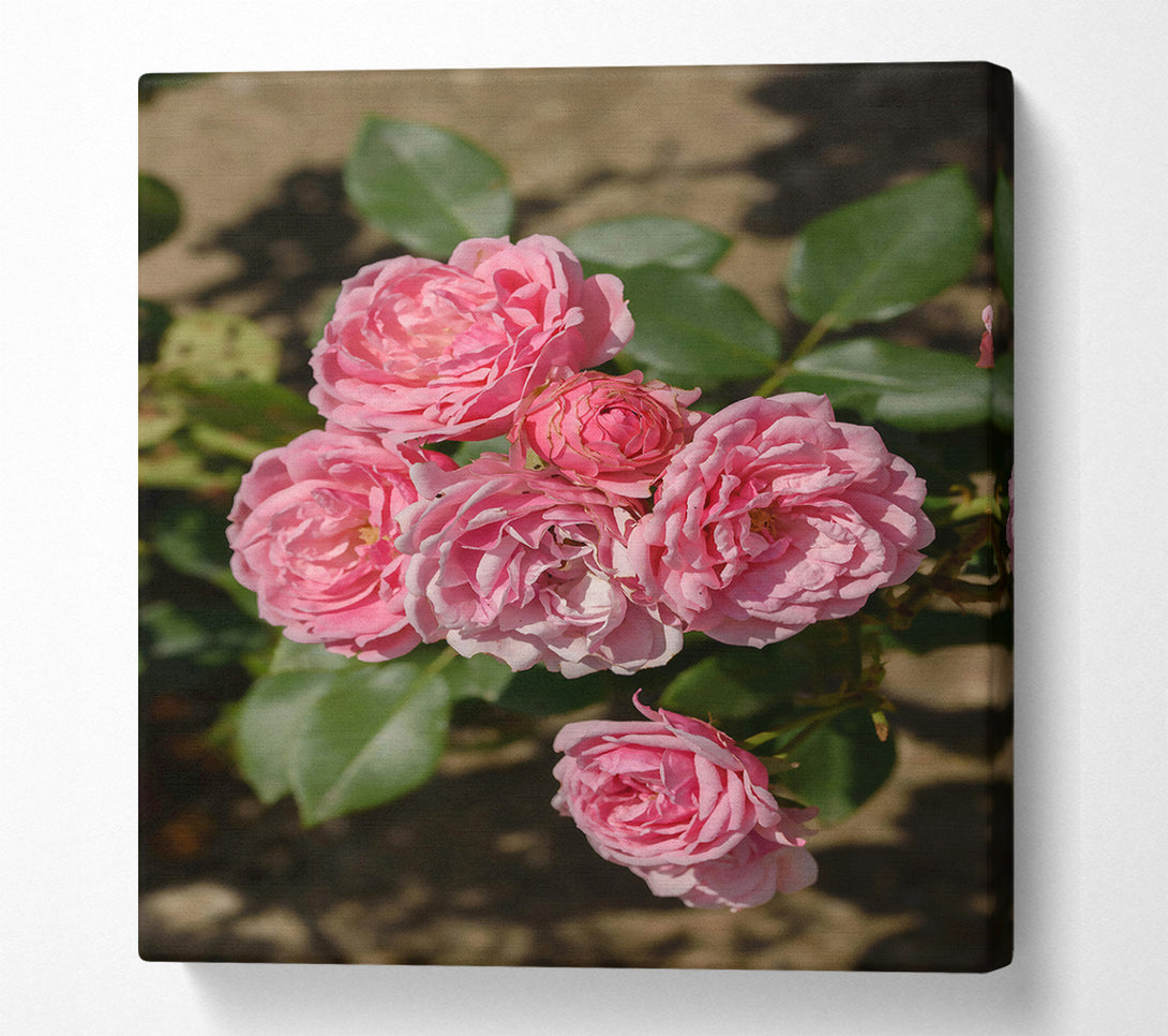  A Canvas Print of Pink Roses Blooming Canvas Wall Art