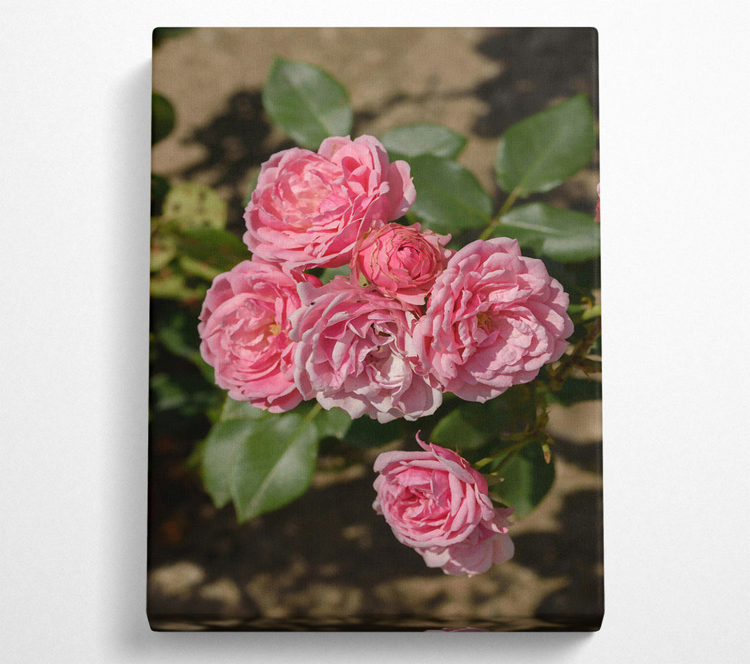  A Canvas Print of Pink Roses Blooming Canvas Wall Art
