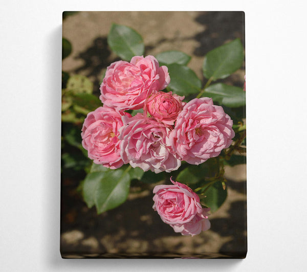  A Canvas Print of Pink Roses Blooming Canvas Wall Art