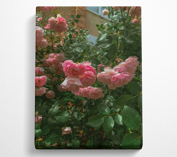  A Canvas Print of Blushing Pink Roses Canvas Print