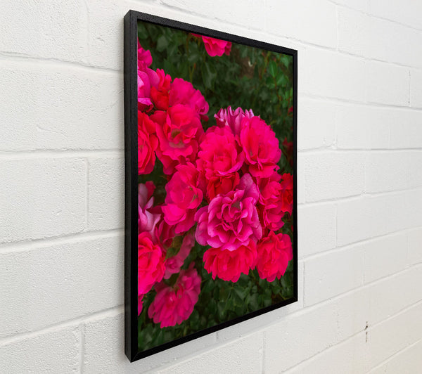 Fuchsia Rose Blooms