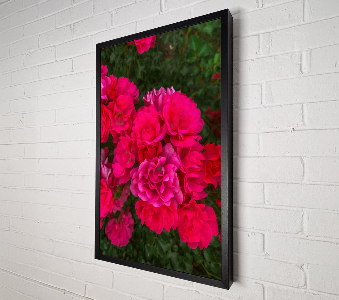  A Canvas Print of Fuchsia Rose Blooms Canvas Wall Art