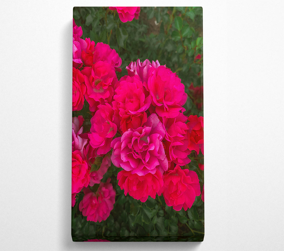  A Canvas Print of Fuchsia Rose Blooms Canvas Wall Art