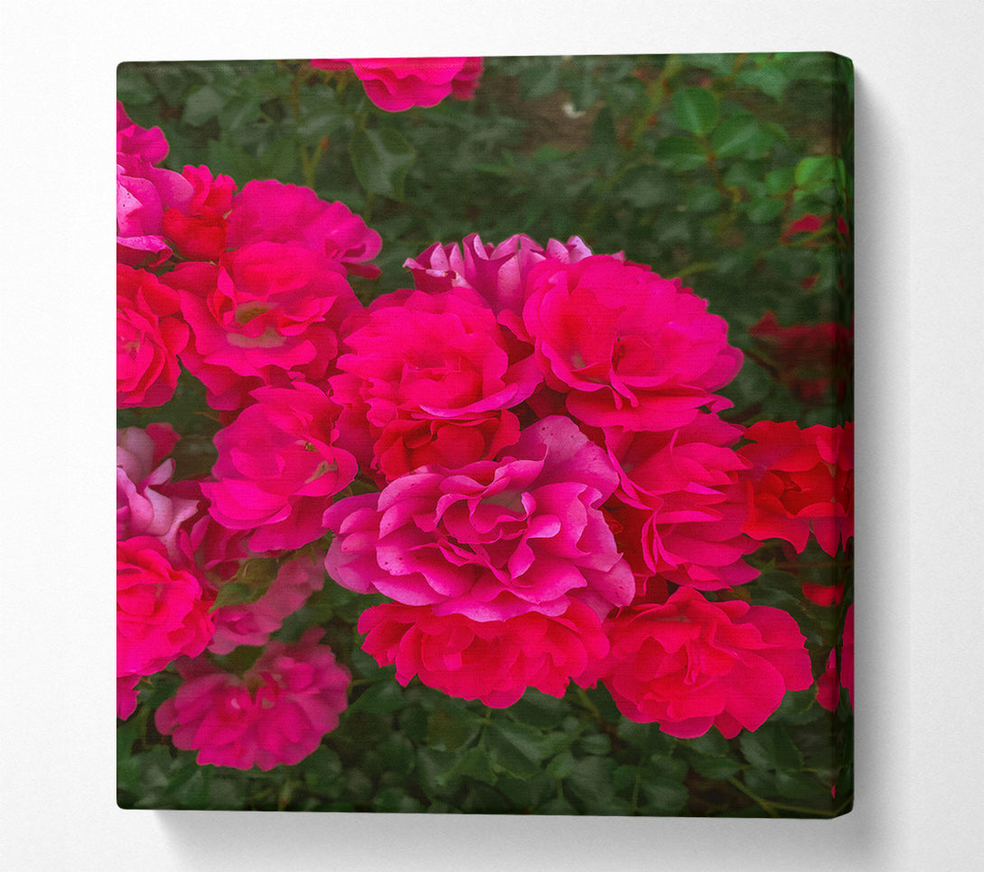  A Canvas Print of Fuchsia Rose Blooms Canvas Wall Art