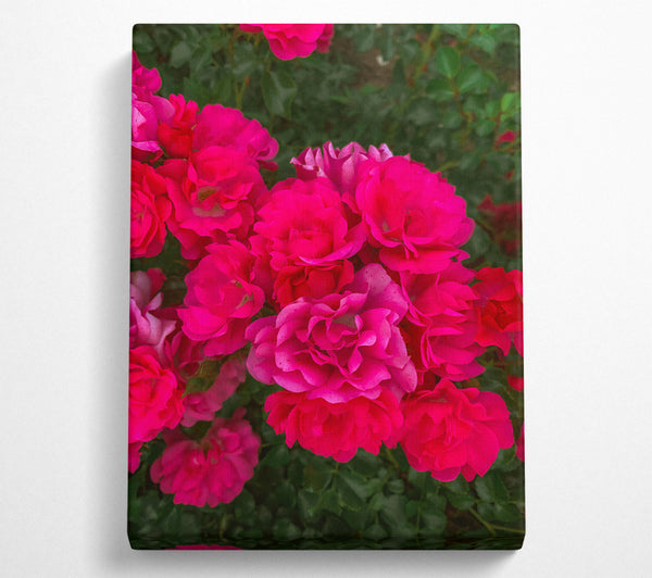  A Canvas Print of Fuchsia Rose Blooms Canvas Wall Art