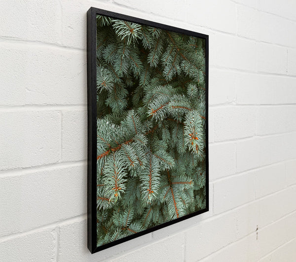 Silver Pine Needles