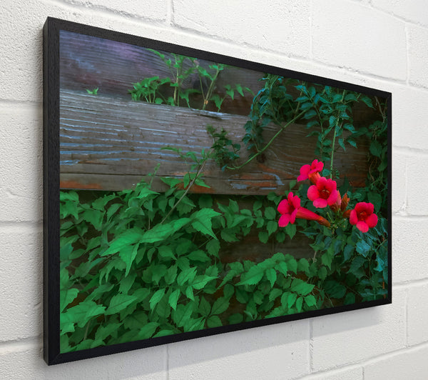 Crimson Vines And Wood