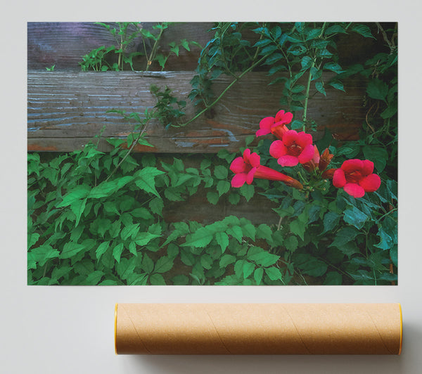 Crimson Vines And Wood Giclee Print