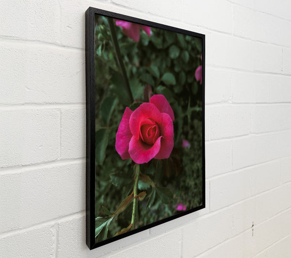 Fuchsia Rose Bud