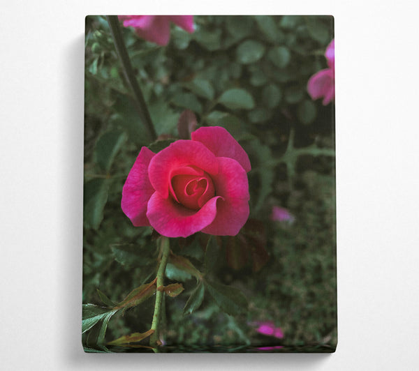  A Canvas Print of Fuchsia Rose Bud Canvas Print