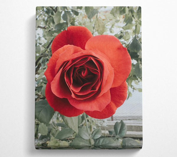  A Canvas Print of Crimson Rose Bloom Canvas Print