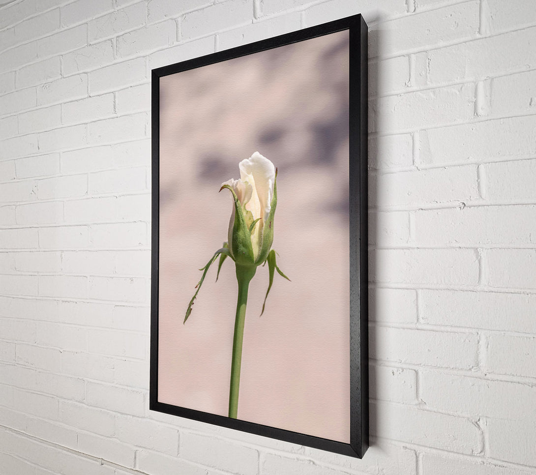  A Canvas Print of Creamy Rose Bud Canvas Art
