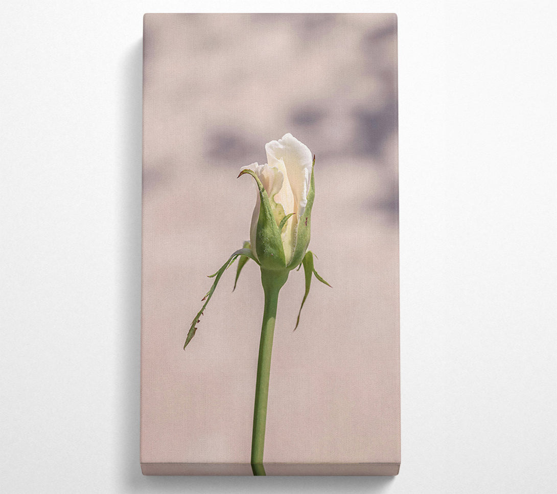  A Canvas Print of Creamy Rose Bud Canvas Art