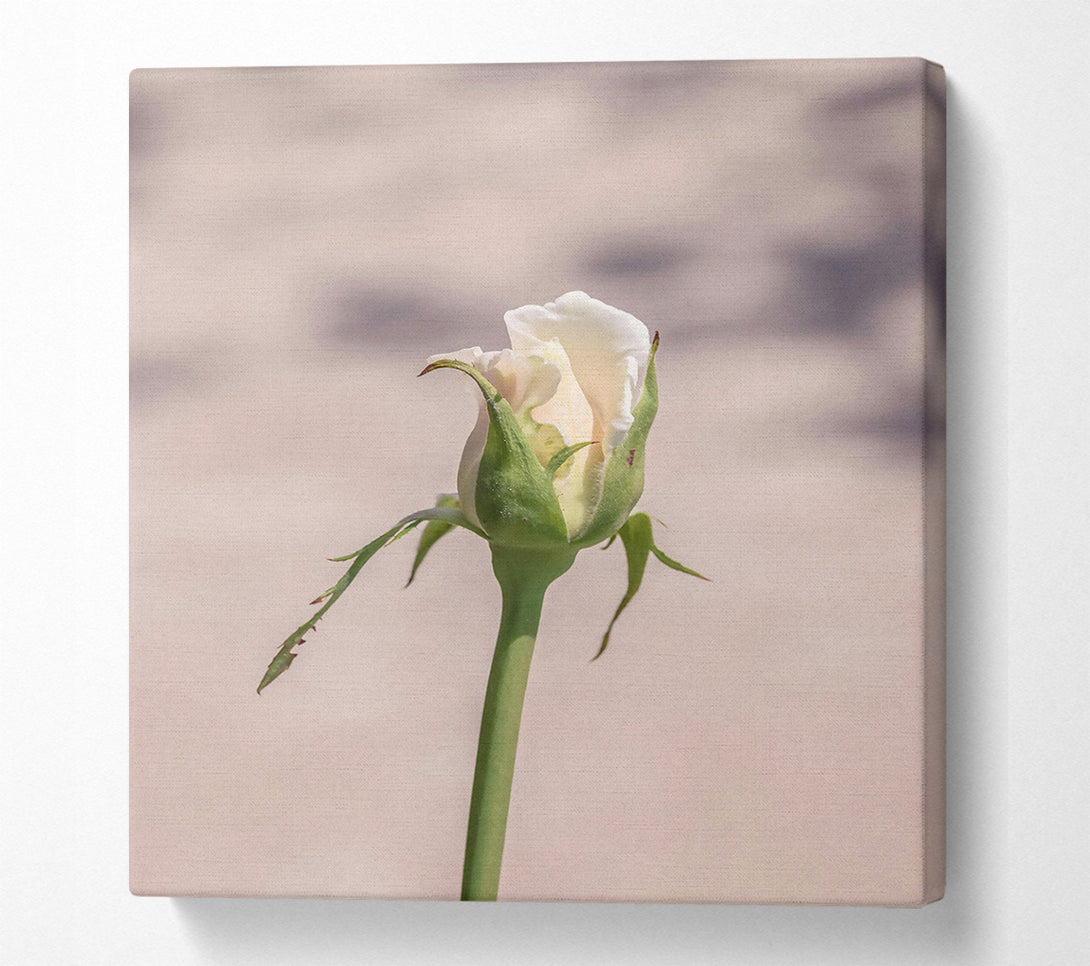  A Canvas Print of Creamy Rose Bud Canvas Art
