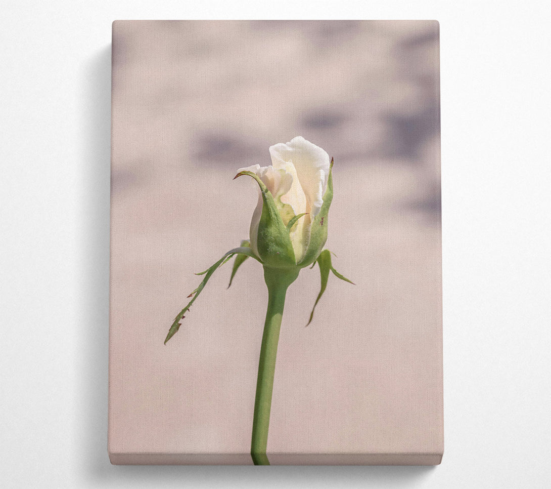  A Canvas Print of Creamy Rose Bud Canvas Art