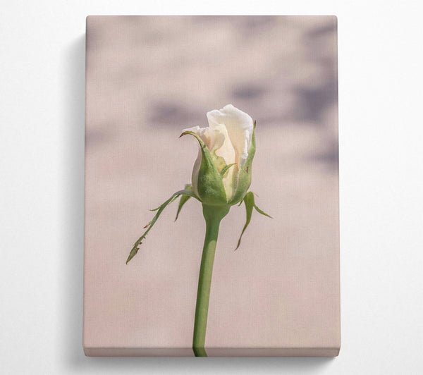  A Canvas Print of Creamy Rose Bud Canvas Art