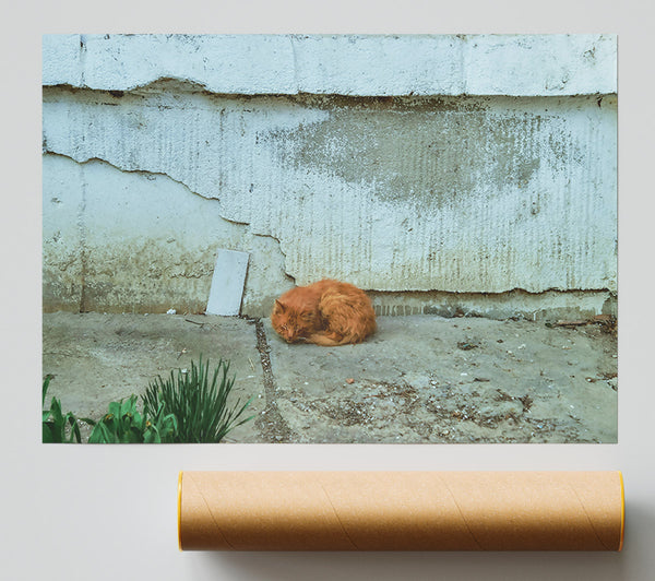 Sleeping Ginger Cat Print
