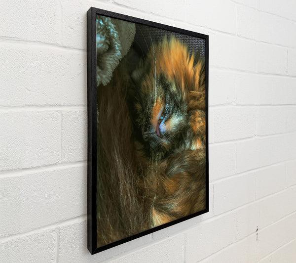 Orange Furry Dreams