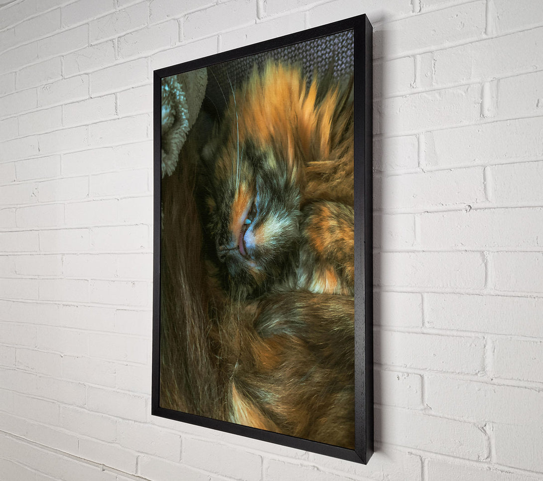  A Canvas Print of Orange Furry Dreams Canvas Print