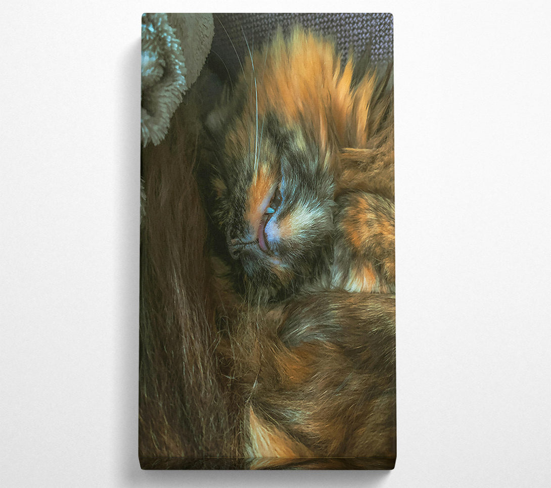  A Canvas Print of Orange Furry Dreams Canvas Print
