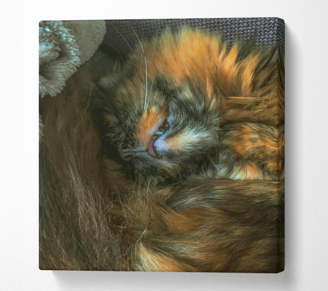  A Canvas Print of Orange Furry Dreams Canvas Print