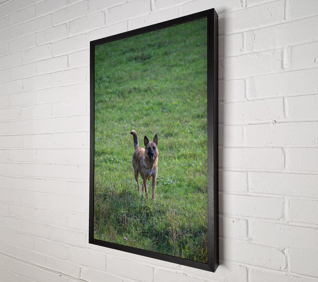  A Canvas Print of Green Field Watchdog Canvas Print