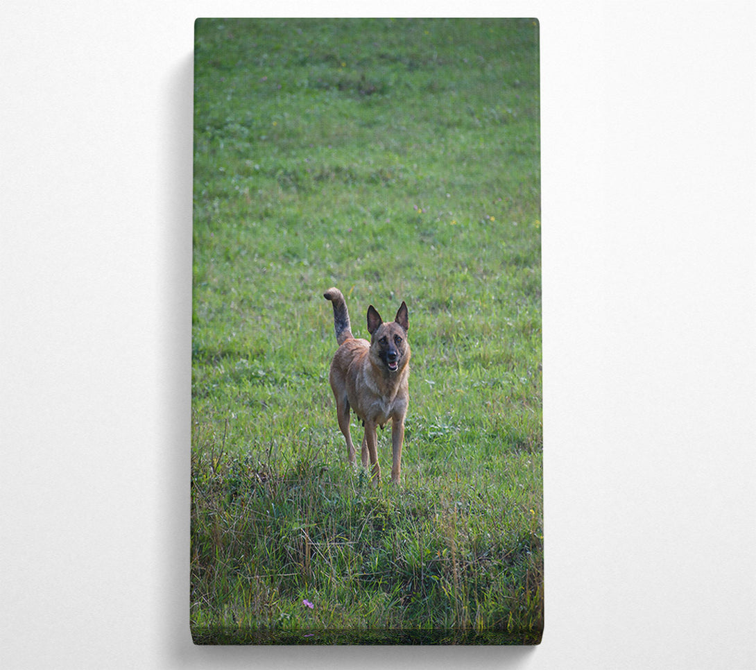 A Canvas Print of Green Field Watchdog Canvas Print