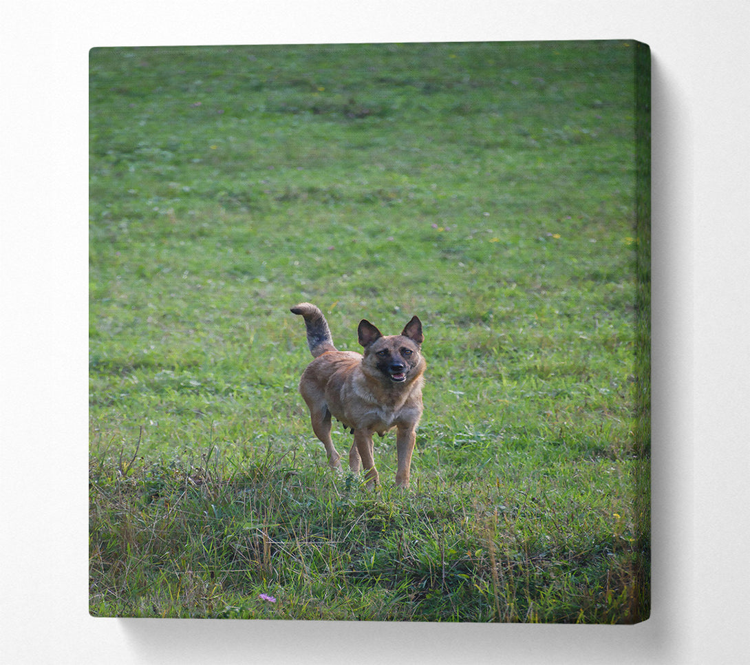  A Canvas Print of Green Field Watchdog Canvas Print