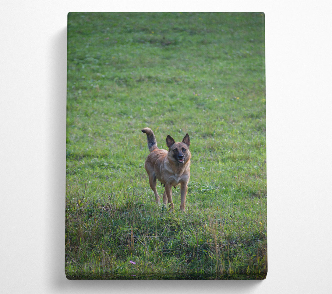  A Canvas Print of Green Field Watchdog Canvas Print