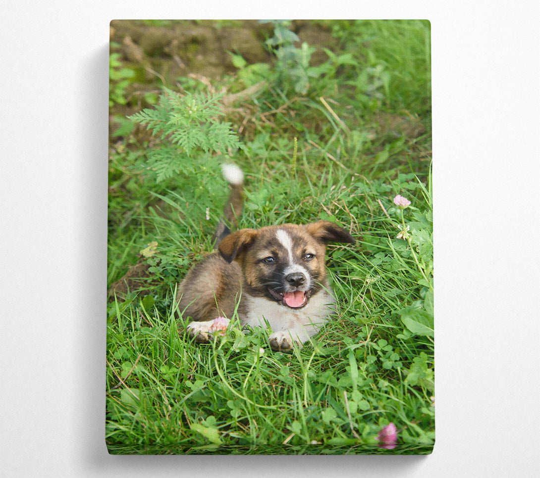  A Canvas Print of Brown Puppy In Green Grass Canvas Print