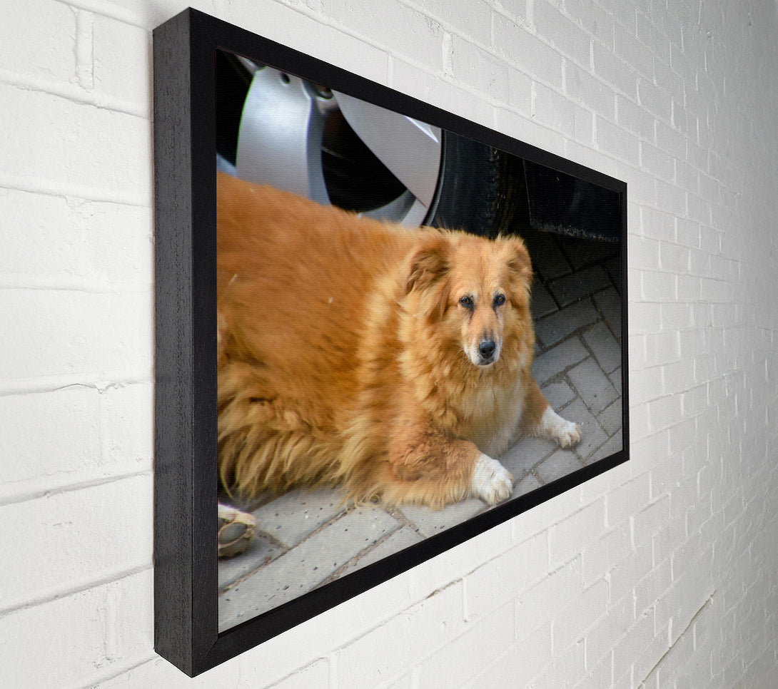  A Canvas Print of Rusty Dog'S Shadow Canvas Wall Art