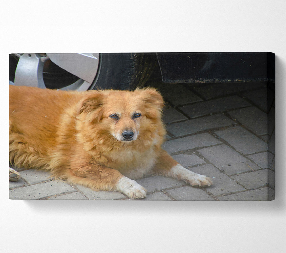  A Canvas Print of Rusty Dog'S Shadow Canvas Wall Art