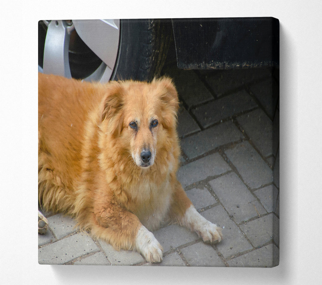 A Canvas Print of Rusty Dog'S Shadow Canvas Wall Art