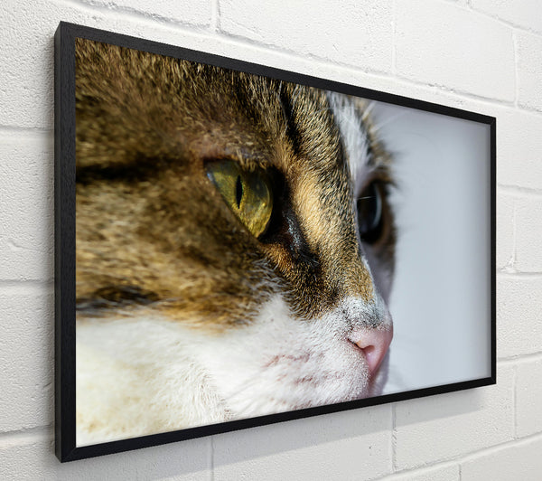 Golden Eye Feline Glance