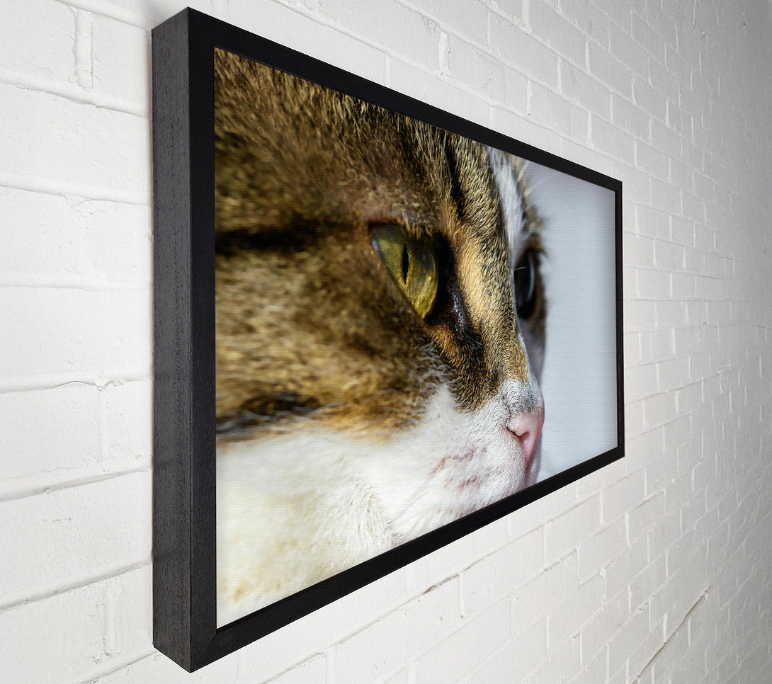  A Canvas Print of Golden Eye Feline Glance Canvas Print