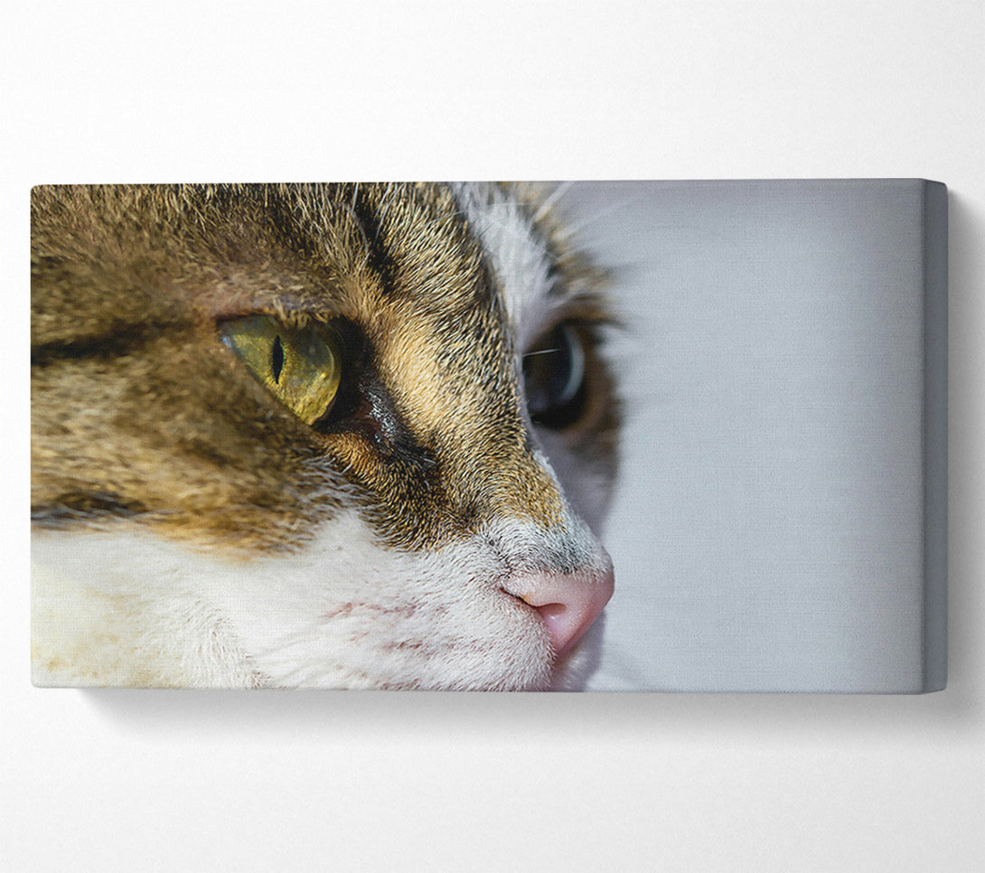  A Canvas Print of Golden Eye Feline Glance Canvas Print
