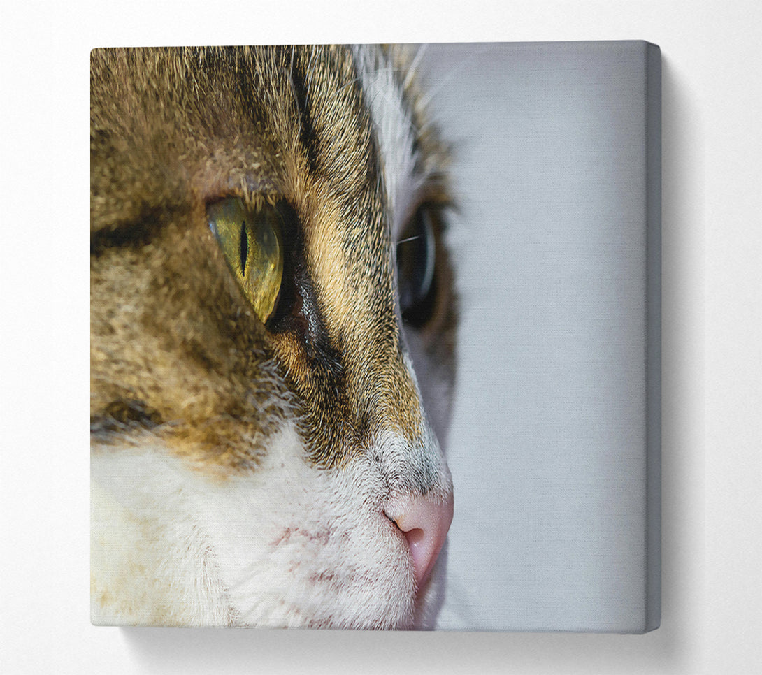  A Canvas Print of Golden Eye Feline Glance Canvas Print