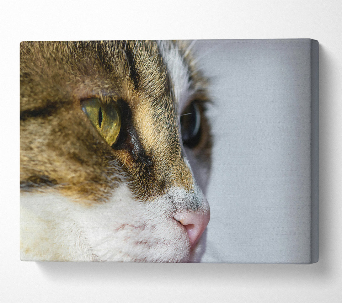  A Canvas Print of Golden Eye Feline Glance Canvas Print