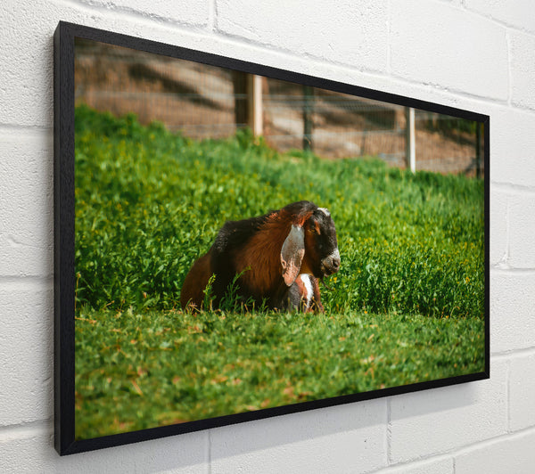 Green Pasture Goat