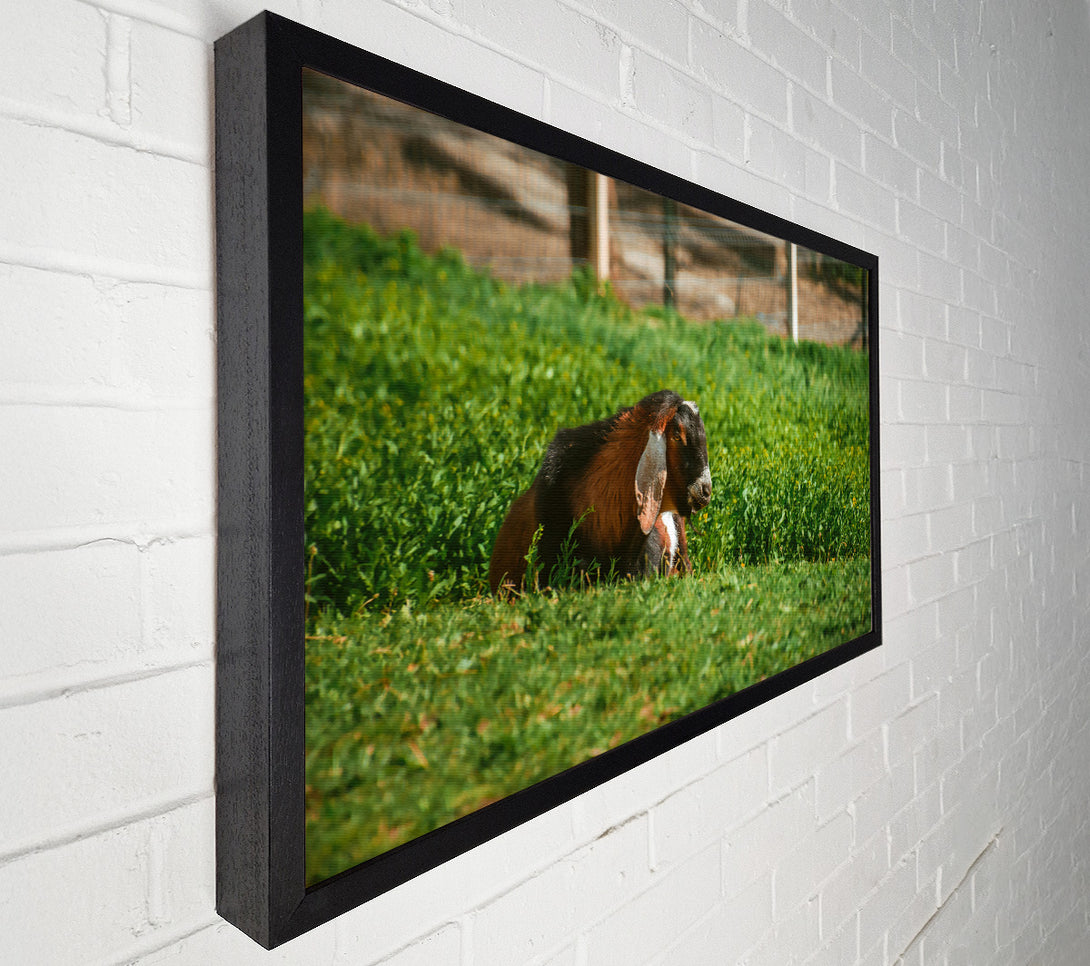  A Canvas Print of Green Pasture Goat Canvas Art