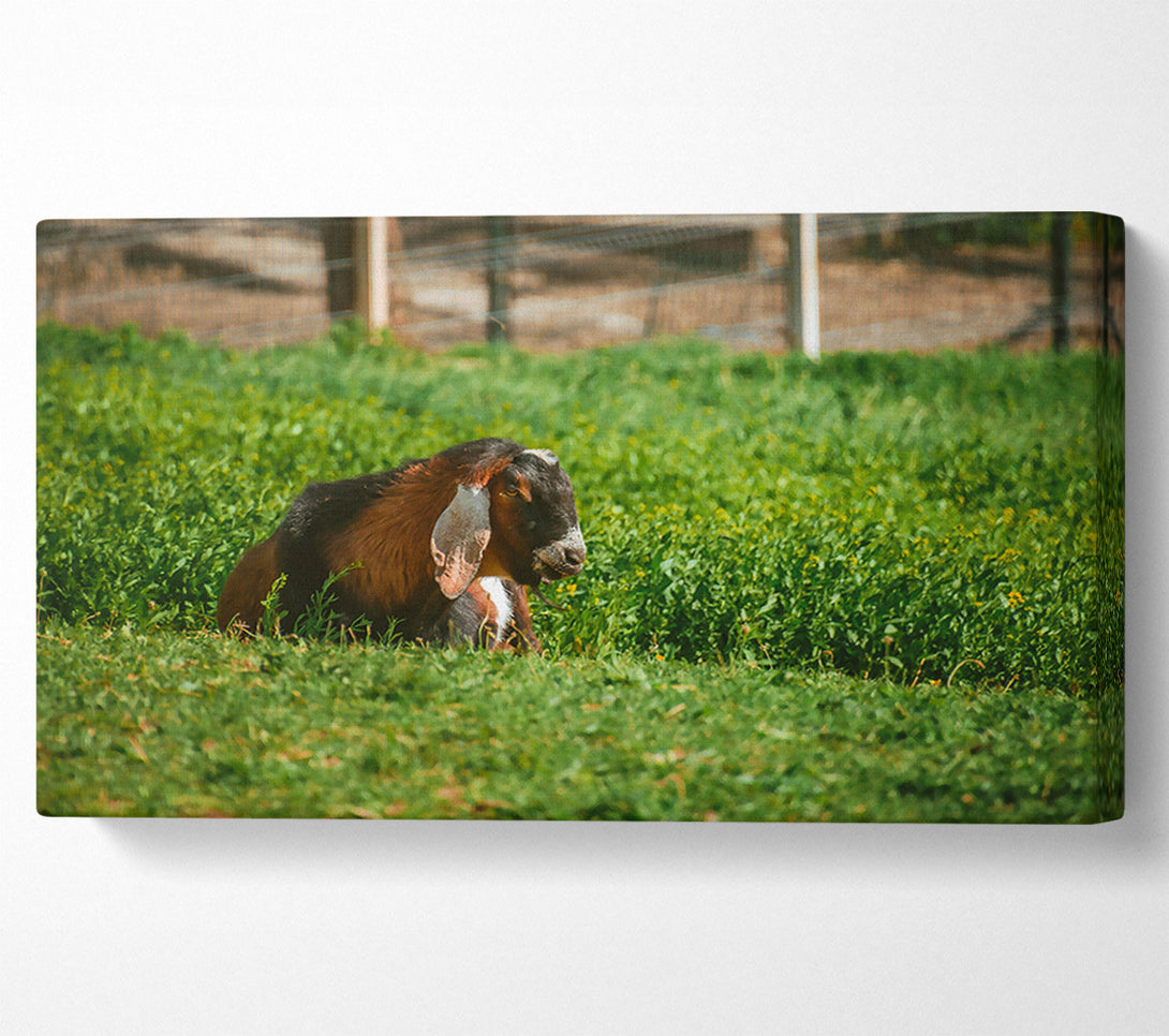  A Canvas Print of Green Pasture Goat Canvas Art