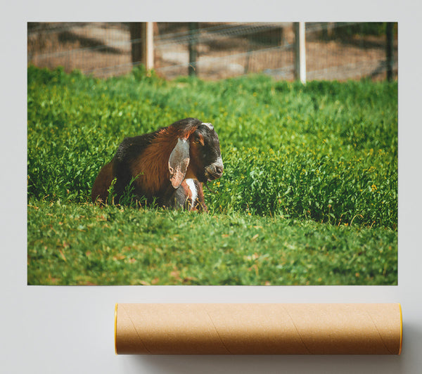 Green Pasture Goat Poster