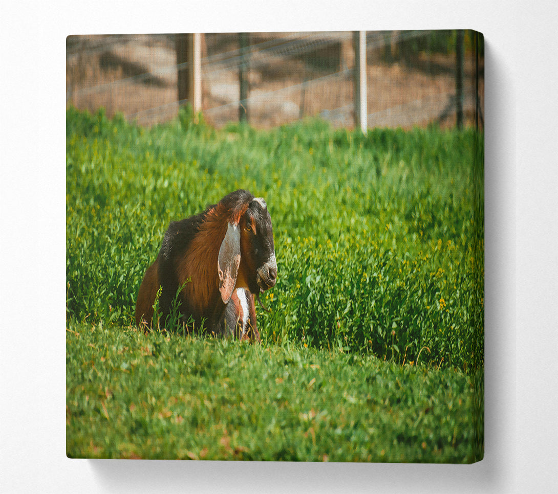  A Canvas Print of Green Pasture Goat Canvas Art