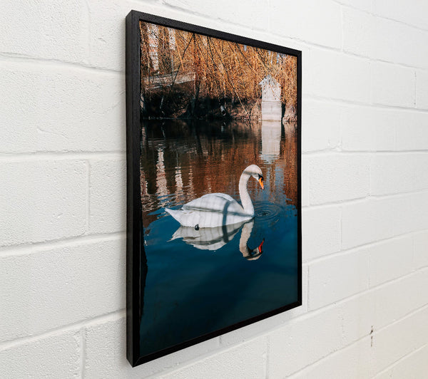 Blue Swan Reflection