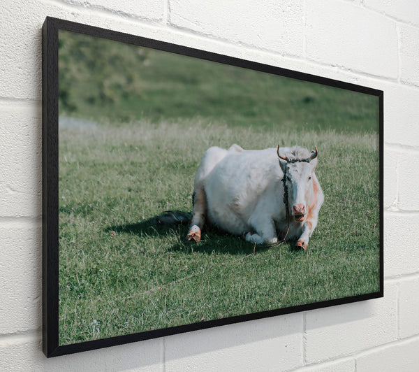 White Cow In Meadow